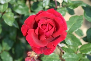 RED PARFUM DE PROVENCE (hybrid tea)